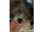 Adopt Tilly a Gray/Silver/Salt & Pepper - with White Terrier (Unknown Type