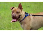 Adopt Austin a American Staffordshire Terrier, Shar-Pei