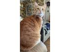 Adopt Butterscotch a Domestic Shorthair / Mixed (short coat) cat in Chaska