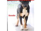 Adopt Doodle a Black - with Tan, Yellow or Fawn Shepherd (Unknown Type) / Mixed