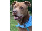 Adopt Nutter Butter a Brown/Chocolate Labrador Retriever / Pit Bull Terrier /