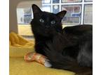 Adopt Cecil a All Black Domestic Mediumhair / Domestic Shorthair / Mixed cat in