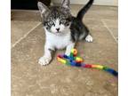 Adopt Smudge a Brown Tabby Domestic Shorthair / Mixed (short coat) cat in