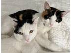 Adopt April 05-4307 a Calico or Dilute Calico Domestic Shorthair / Mixed cat in