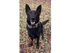 Adopt Ranger a Black German Shepherd Dog / Mixed dog in Fremont, CA (38193278)