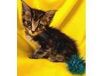 Adopt Morden 05-4315 a Brown Tabby Domestic Shorthair / Mixed cat in Fremont