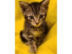 Adopt Mordan 05-4314 a Brown Tabby Domestic Shorthair / Mixed cat in Fremont