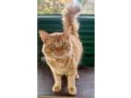 Adopt Orange Crush a Orange or Red Domestic Mediumhair / Mixed (medium coat) cat