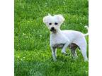 Adopt Davey -G a White Poodle (Miniature) / Mixed dog in Indianapolis