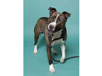 Adopt Toby a Brindle American Staffordshire Terrier / Mixed Breed (Medium) /