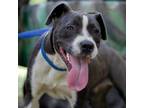 Adopt Remi a Black American Staffordshire Terrier / Mixed Breed (Large) / Mixed