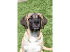 Adopt Petunia - Kitchener a Tan/Yellow/Fawn Mixed Breed (Large) / Mixed dog in