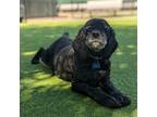 Adopt Ebony a Black Cocker Spaniel / Mixed dog in Flushing, NY (38258573)