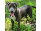 Adopt Piper a Gray/Silver/Salt & Pepper - with Black Terrier (Unknown Type