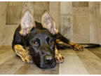 Adopt Safa Dog K75 6/6/23 a Black Shepherd (Unknown Type) / Mixed dog in San