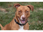 Adopt Delilah a Tan/Yellow/Fawn Mixed Breed (Medium) / Mixed dog in Georgetown