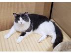 Adopt Jambo a Gray or Blue Domestic Mediumhair / Domestic Shorthair / Mixed cat