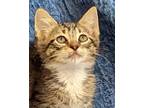 Adopt Amelia a Brown Tabby Domestic Shorthair / Mixed (short coat) cat in