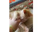 Adopt Peter Parker - NC a Orange or Red Domestic Shorthair / Mixed (short coat)