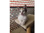 Adopt Natasha Romanoff -NC a Calico or Dilute Calico Domestic Shorthair / Mixed