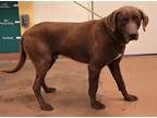 Adopt 80761 Baloo a Brown/Chocolate Labrador Retriever / Mixed dog in Spanish