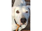 Adopt Gretel a White Pit Bull Terrier / Golden Retriever / Mixed dog in