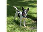 Adopt Abigail a White - with Black Rat Terrier / Mixed dog in Davie