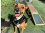 Adopt Sasha a Tan/Yellow/Fawn - with Black Carolina Dog / German Shepherd Dog /