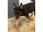 Adopt Biggs a Black - with Tan, Yellow or Fawn Miniature Pinscher / German