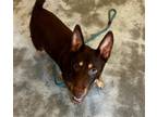 Adopt Smitty a Brown/Chocolate - with Tan Miniature Pinscher / Doberman Pinscher