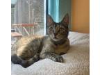 Adopt Glados a Domestic Shorthair / Mixed cat in Fresno, CA (38157397)