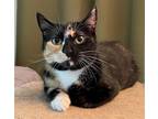 Adopt Tinkerbella FIV+ a Calico or Dilute Calico Calico / Mixed (short coat) cat