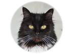 Adopt Mercedes a Domestic Longhair / Mixed (long coat) cat in Vallejo