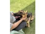 Adopt D.O.G a German Shepherd Dog / Mixed dog in Tulare, CA (38044593)
