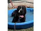 Adopt Bubba a American Staffordshire Terrier / Mixed dog in Tulare