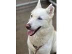 Adopt Caprice a Shepherd (Unknown Type) / Siberian Husky / Mixed dog in Tulare