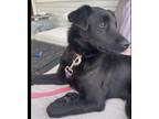 Adopt Angel a Black Labrador Retriever / Flat-Coated Retriever / Mixed dog in