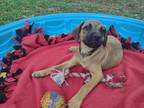 Adopt Luey a Brown/Chocolate - with Black Black Mouth Cur / Mixed dog in