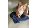 Adopt Freya a Orange or Red (Mostly) Domestic Shorthair / Mixed (short coat) cat