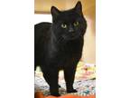 Adopt Baby Huey a All Black Domestic Shorthair / Mixed (short coat) cat in