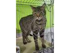 Adopt Tuffy a Brown Tabby Domestic Shorthair / Mixed (short coat) cat in