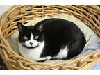 Adopt Smudgie a Black & White or Tuxedo Domestic Shorthair / Mixed (short coat)