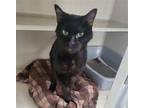 Adopt Sir Mixalot a All Black Domestic Shorthair / Mixed (short coat) cat in