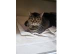 Adopt Figgs a Brown Tabby Domestic Shorthair / Mixed (short coat) cat in