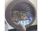 Adopt P.O. a Tortoiseshell Domestic Shorthair / Mixed (short coat) cat in