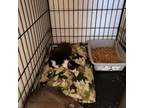 Adopt Stewart a Gray or Blue Domestic Shorthair / Domestic Shorthair / Mixed cat