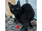 Adopt Storm a All Black Domestic Shorthair / Mixed cat in Dickinson