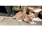 Adopt Grenade a Domestic Shorthair / Mixed cat in Camden, SC (38276165)