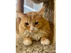 Adopt Firefly a Orange or Red Domestic Mediumhair / Mixed cat in Camden