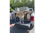 Adopt Tucker a Carolina Dog / Mixed dog in Oak Ridge, TN (38150615)